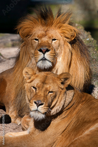 Lion Family resting  lion  lionesses.
