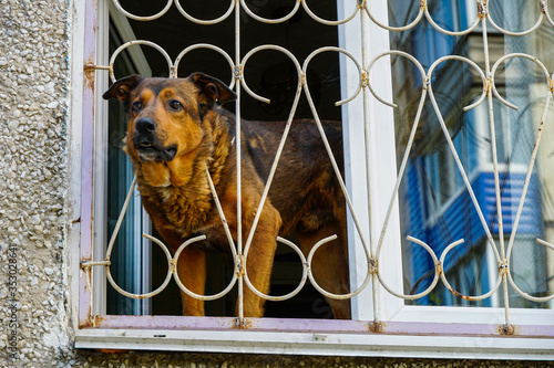 black-red dog peeks out of the apartment window through a carved figured lattice
