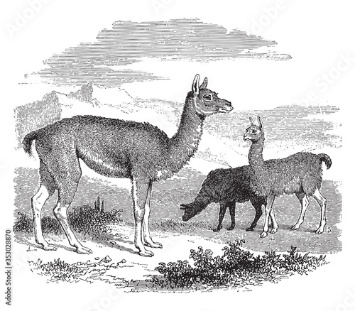 Vicuna (llama), vintage illustration.