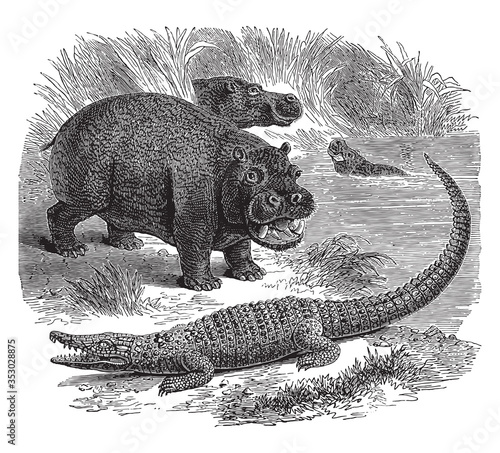 Hippopotamus animal, vintage illustration. photo