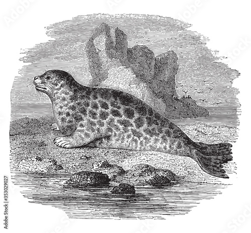 Fur seal, vintage illustration.
