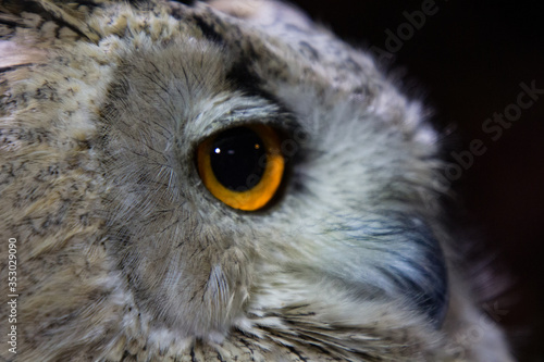 Extreme close up of owl and owls eye