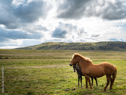 Mother and Child Wild Horse in Open Field - Iceland