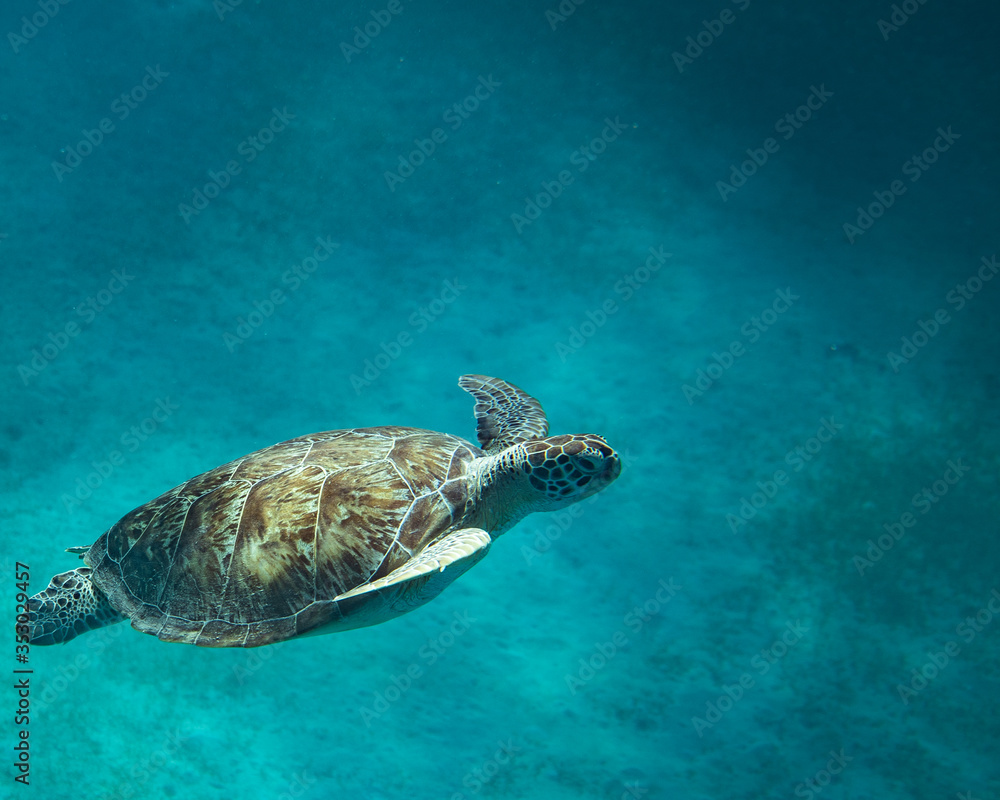 Obraz premium green sea turtle