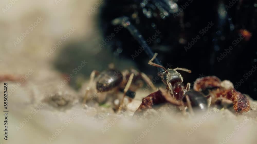 Aggressive attack of ants to bumblebee on the ground in forest Aggressive attack of ants to bumblebee on the ground in forest