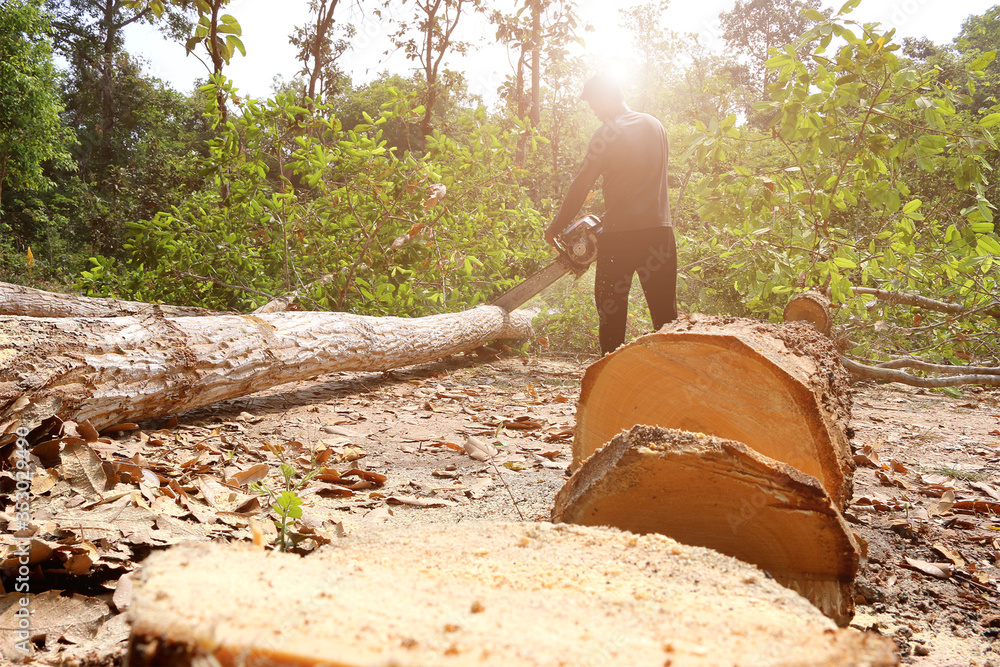 Deforestation in indigenous lands by woodcutters. Deforestation causes