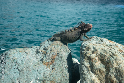 iguana on the rock in ocean © Alex