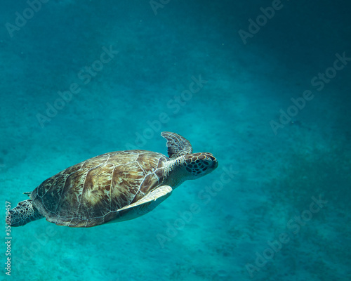 green sea turtle © Alex