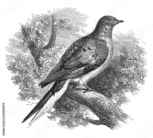 Domestic pigeon, vintage illustration.
