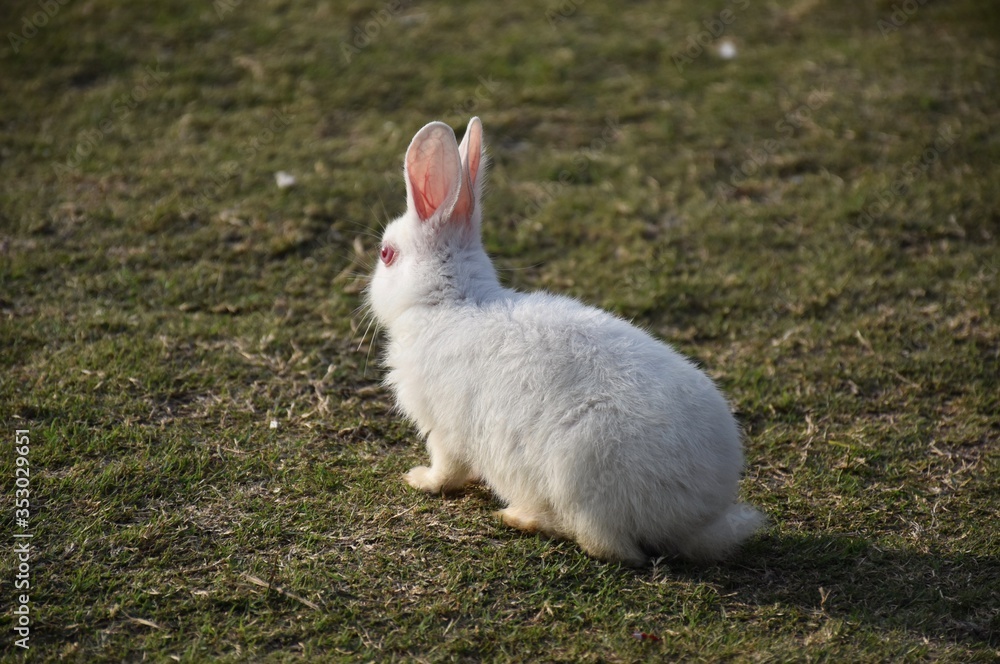 A White rabbit in park A White rabbit in park