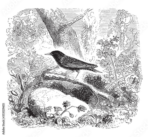 Starling bird, vintage illustration.
