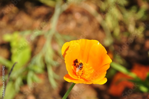 yellow poppy flower