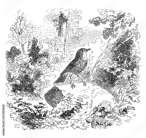 Thrush (bird), vintage illustration.