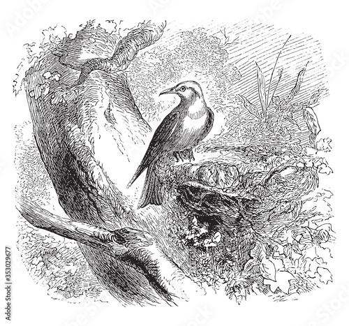 Old World oriole, vintage illustration.