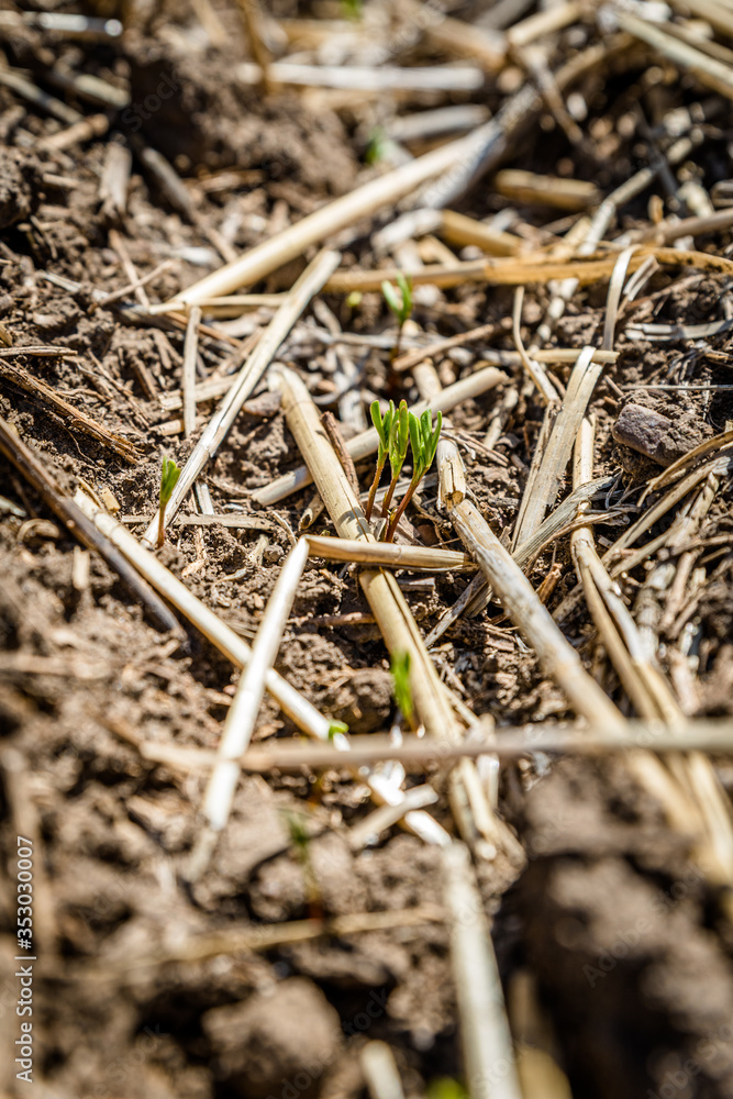 Lentil seedlings just poking through the ground in a farmer’s field in Saskatchewan, Canada (selective focus) Lentil seedlings just poking through the ground in a farmer’s field in Saskatchewan, Canada (selective focus)