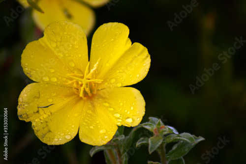 Wallpaper Mural yellow flower with water drops Torontodigital.ca
