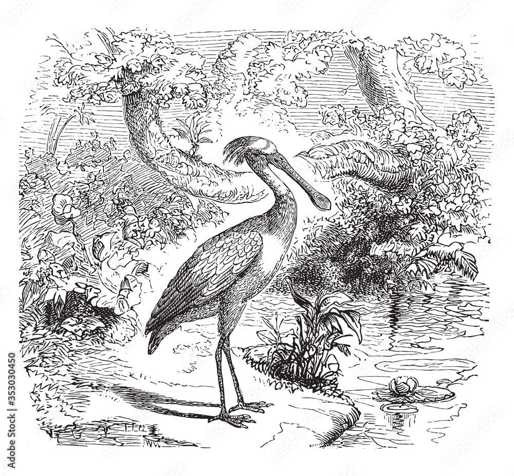 Fotografie Spoonbill bird, vintage illustration.