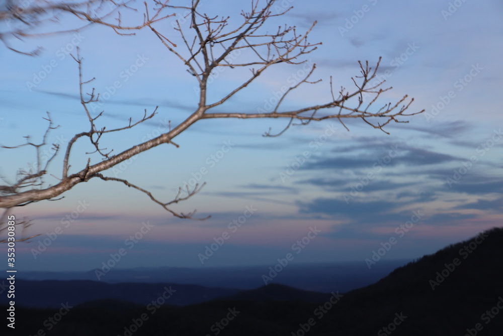Mountain Tree Mountain Tree