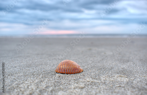 Wallpaper Mural shell on the beach Torontodigital.ca