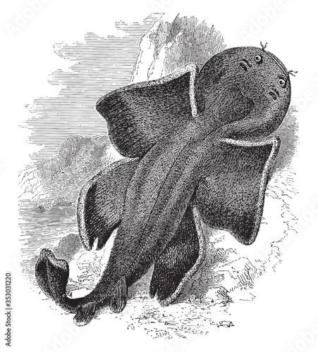 Angelshark, vintage illustration.