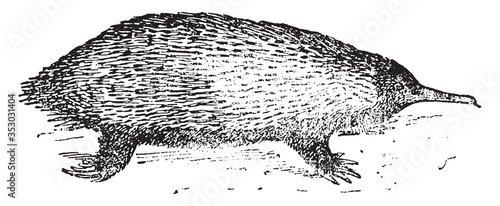 Echidna animal, vintage illustration.