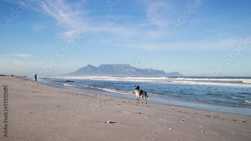 A black and white dog on the beach with Table Mountain behind looks for his owner photo