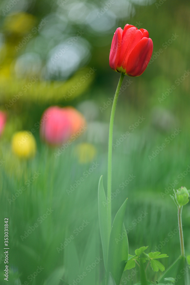 Φωτογραφία red tulip plant in the garden with tulips in the background, beautiful tulips