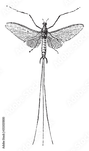 Mayfly insect, vintage illustration.