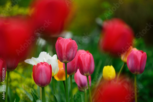 Fototapeta Naklejka Na Ścianę i Meble -  mnoho barevných květů tulipánu na zahradě se barevným pozadím, krásné tulipány