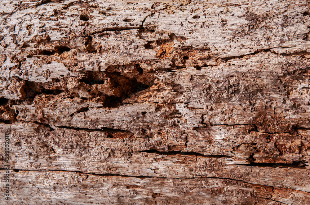 Old grungy wood background natural wood grain with scratch and cracks
