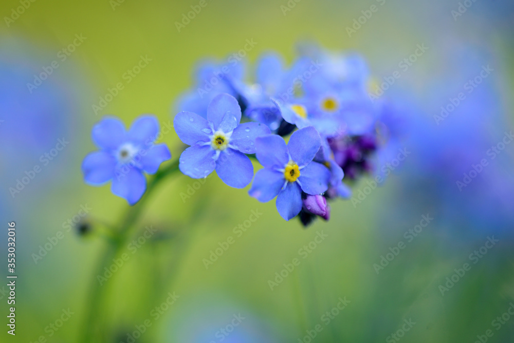 Φωτογραφία forget-me-not, beautiful blue flower, small flowers, detail of forget-me-not flo