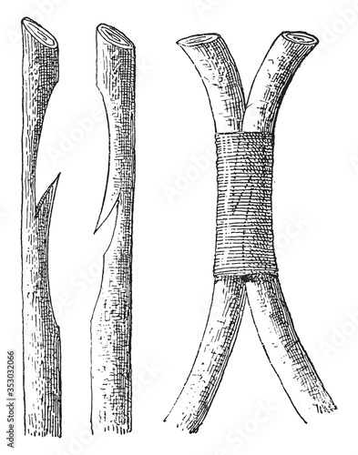 Grafting, vintage illustration.
