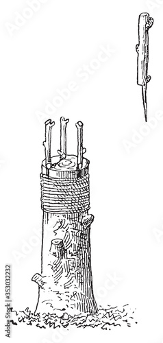 Crown transplant, vintage illustration.