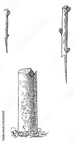 Varin crown transplant, vintage illustration.