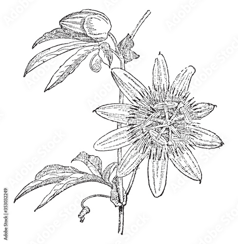 Passiflora ligularis, vintage illustration. photo