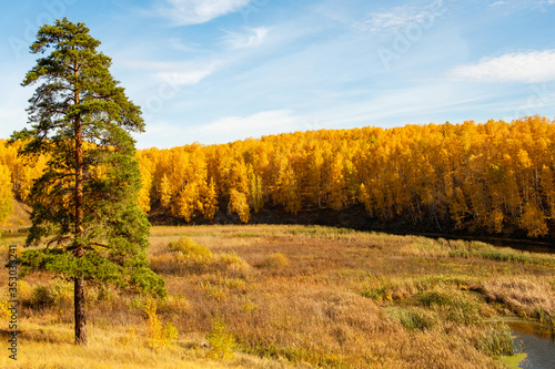 lonely pine in the foreground background autumn birch yellow forest