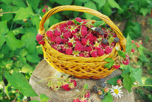 Basket with ripe raspberries  standing on a stump.