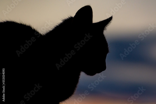 contraste de la silueta de un felino en un atardecer o amanecer  © seanba