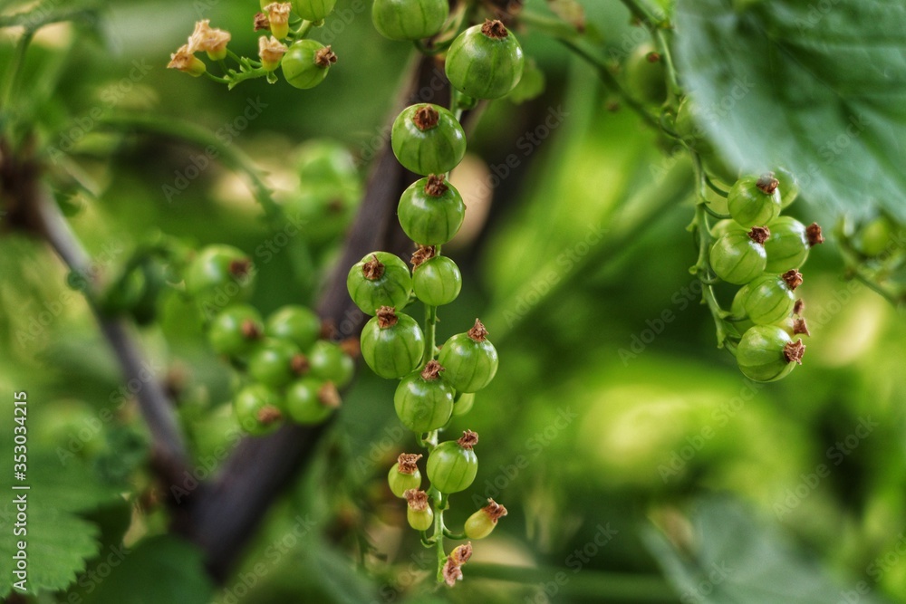 Young green berries of red currant on the currant bush, edible healthy berries on own garden. Young green berries of red currant on the currant bush, edible healthy berries on own garden.