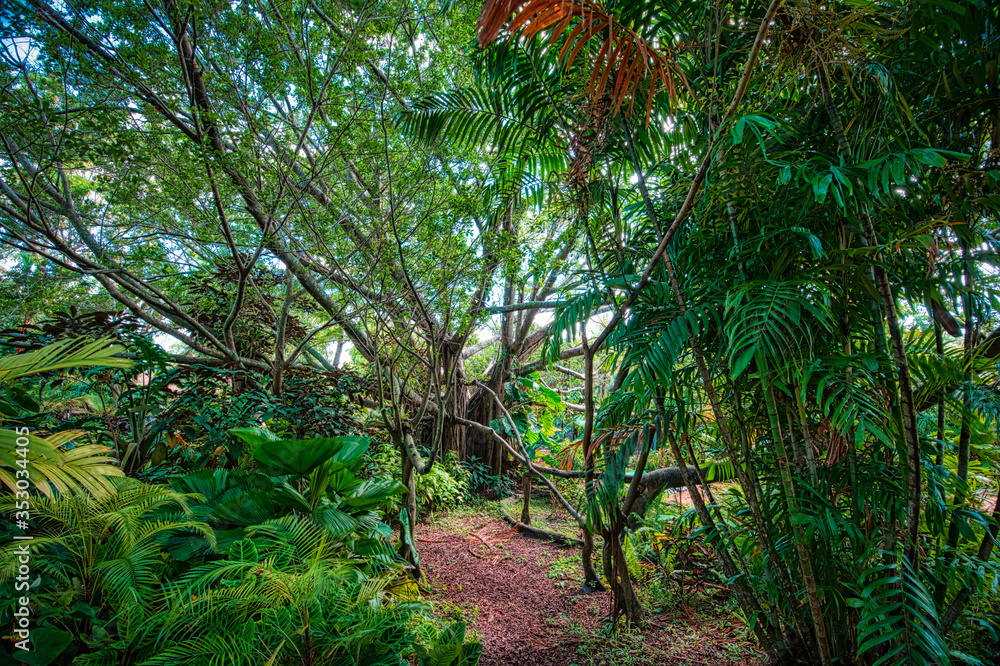 Banyan tree path Banyan tree path
