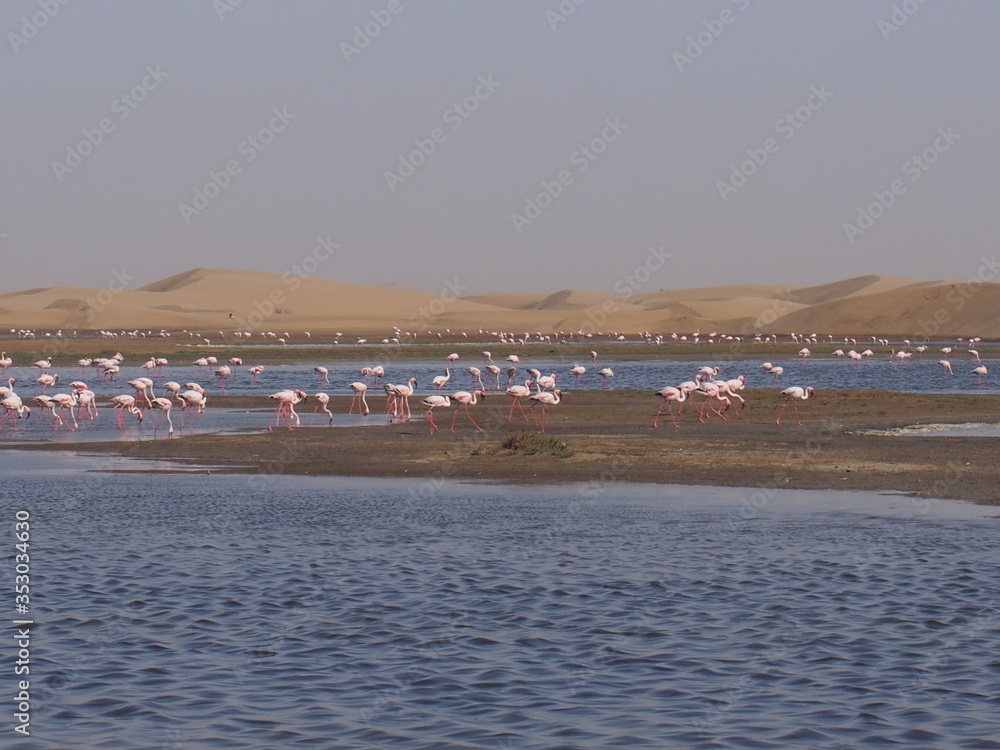 Flamingos resting at the water's edge, Cape Cross, Swakopmund, Namibia
