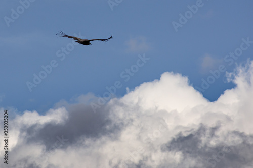 gran ave volando sobre las grandes nubes Vultur gryphus condor 