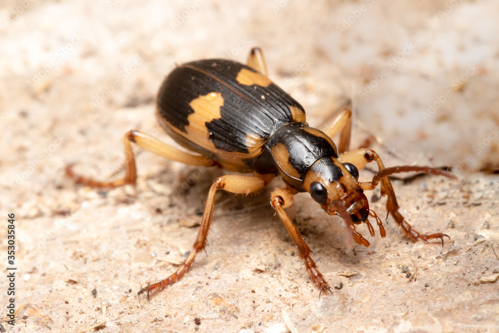 Obraz premium macro shot of a bug