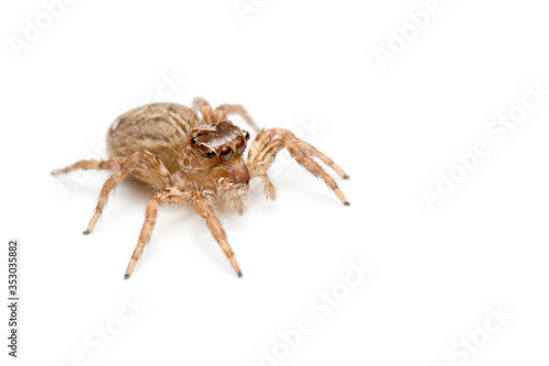 spider isolated on white background © pun483