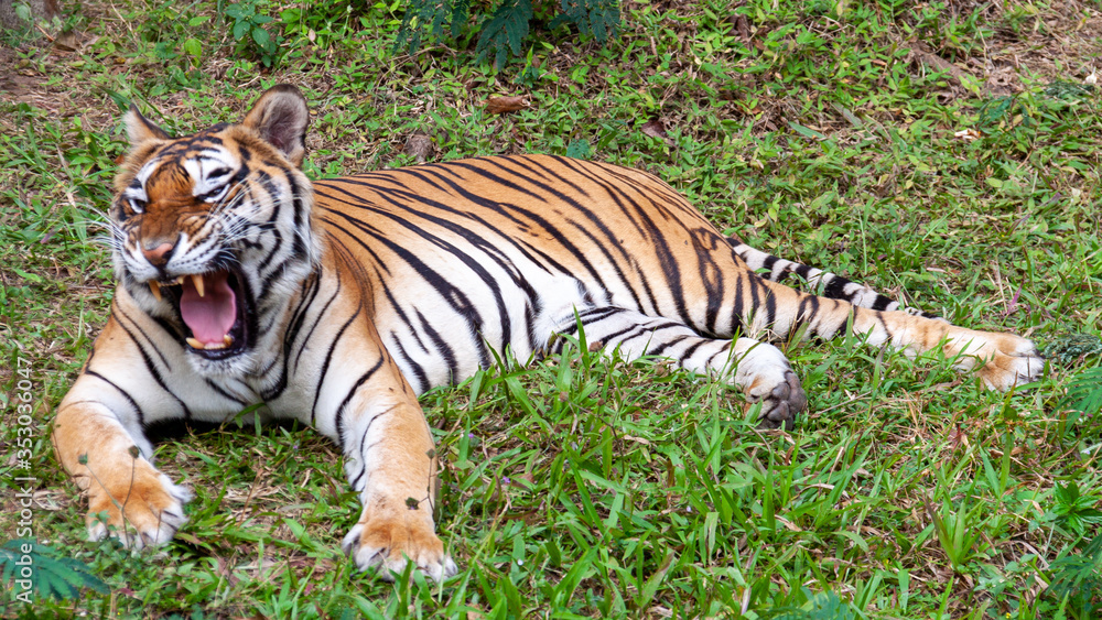 tiger in the grass tiger in the grass