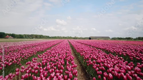 Wallpaper Mural Aerial over a colorful pink and red field of tulips at low angle Torontodigital.ca