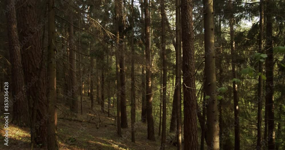 Rotation Motion shot forest trail nature environment, Poland Rotation Motion shot forest trail nature environment, Poland