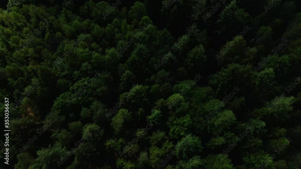 Flight over dense dark green hilly forest with cloudy bright sky. Panning shot, zoom out. Flight over dense dark green hilly forest with cloudy bright sky. Panning shot, zoom out.