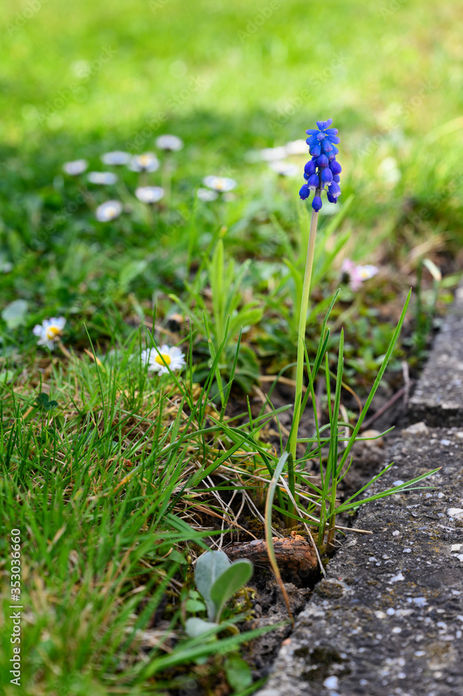 Blue flowers of a blueberry growing alone by the sidewalk. Blue flowers of a blueberry growing alone by the sidewalk.