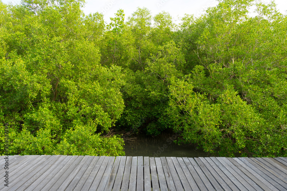 Ταπετσαρία Mangrove forest in beautiful nature with blue sky on summer